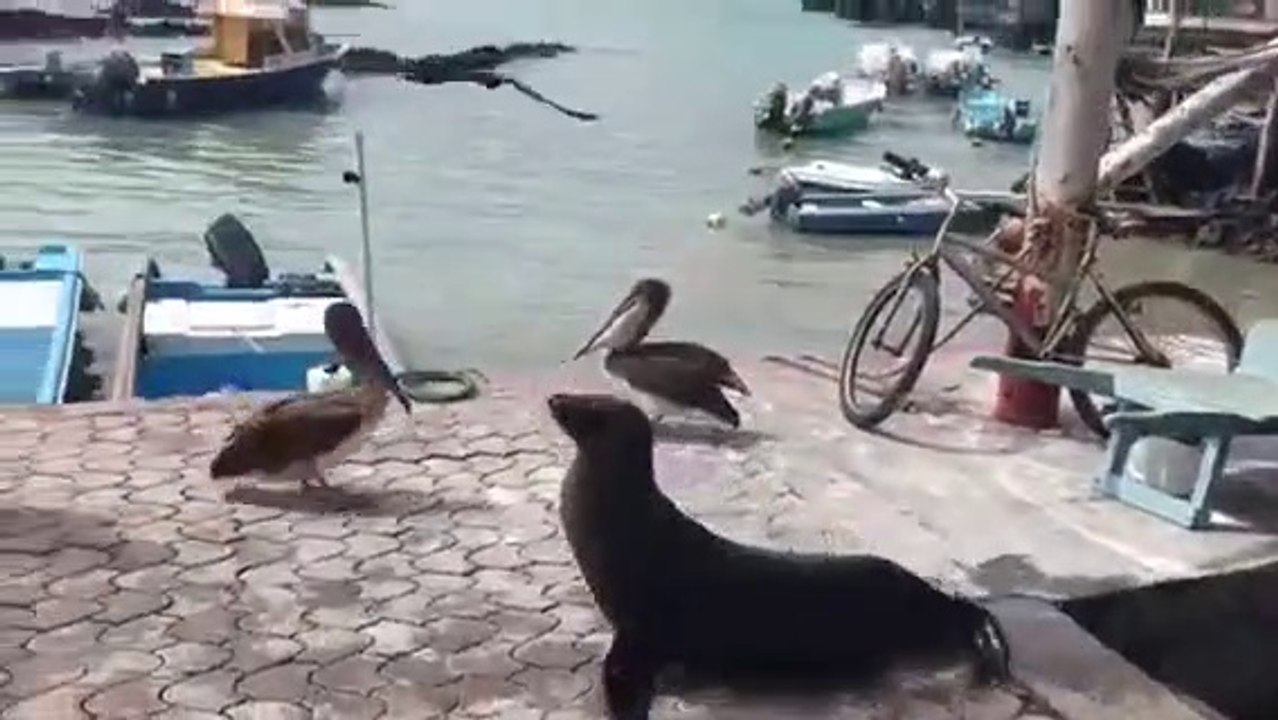 Pelicans, otaries, mouettes, ils viennent tous demander du poisson au marché... Adorable