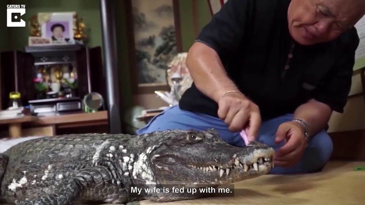 Cet homme vit avec un crocodile de compagnie