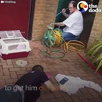 Ils découvrent un bébé renard coincé dans un tuyau