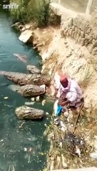 Cet homme nourrit 4 crocodiles géant à la main.