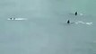 2 orques semblent poursuivre deux enfants qui se baignent !