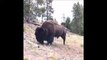 Un énorme bison s'en prend à une fillette... Impressionnant