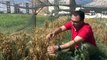 Türk Bilim İnsanları Geliştirdi, Süper Buğdaylar Elle Tek Tek Hasat Edildi
