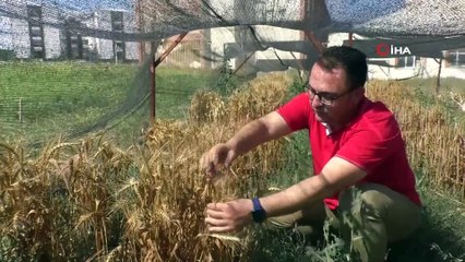 Türk Bilim İnsanları Geliştirdi, Süper Buğdaylar Elle Tek Tek Hasat Edildi