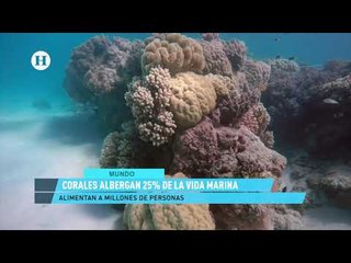 Para 2050 no existirán los corales; reportaje de El Heraldo TV