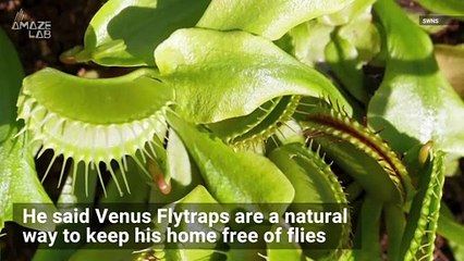 Watch a Venus Flytrap Snatch its Prey in Super Slo-Mo