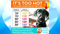 Keeping Pets Safe in the Summer Heat