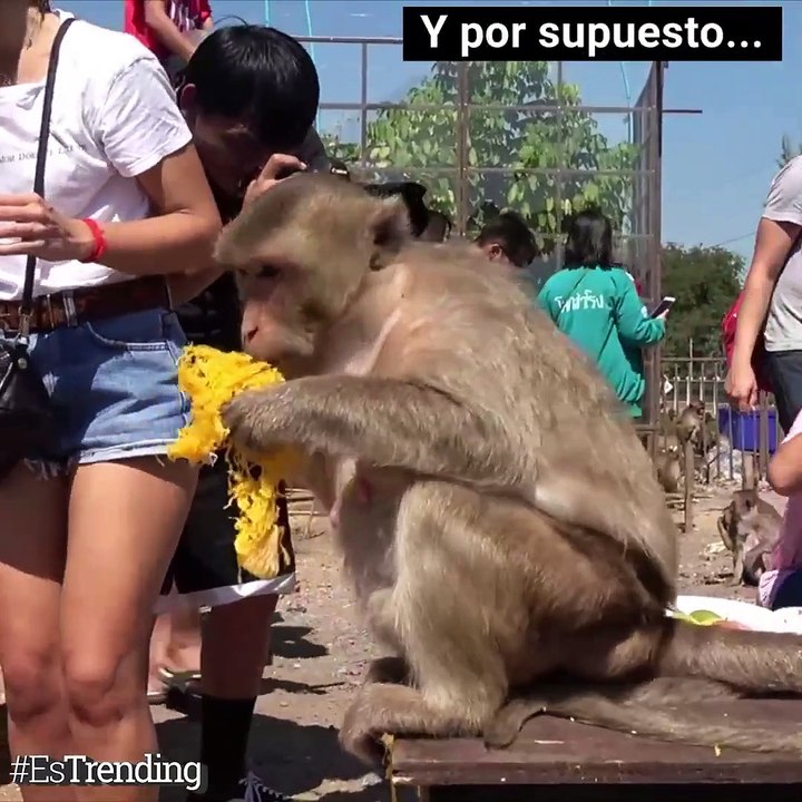 Humanos VS. monos: ¿En qué nos parecemos y en qué evolucionamos?