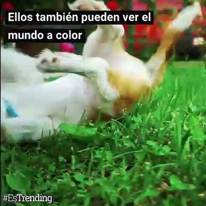 ¿A blanco y negro? Descubre cómo ven los perros en realidad