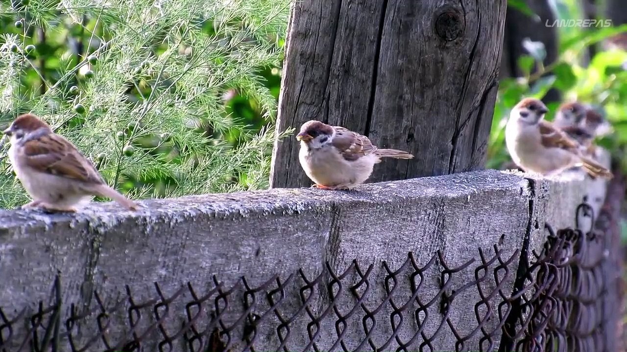 Les oiseaux disparaissent