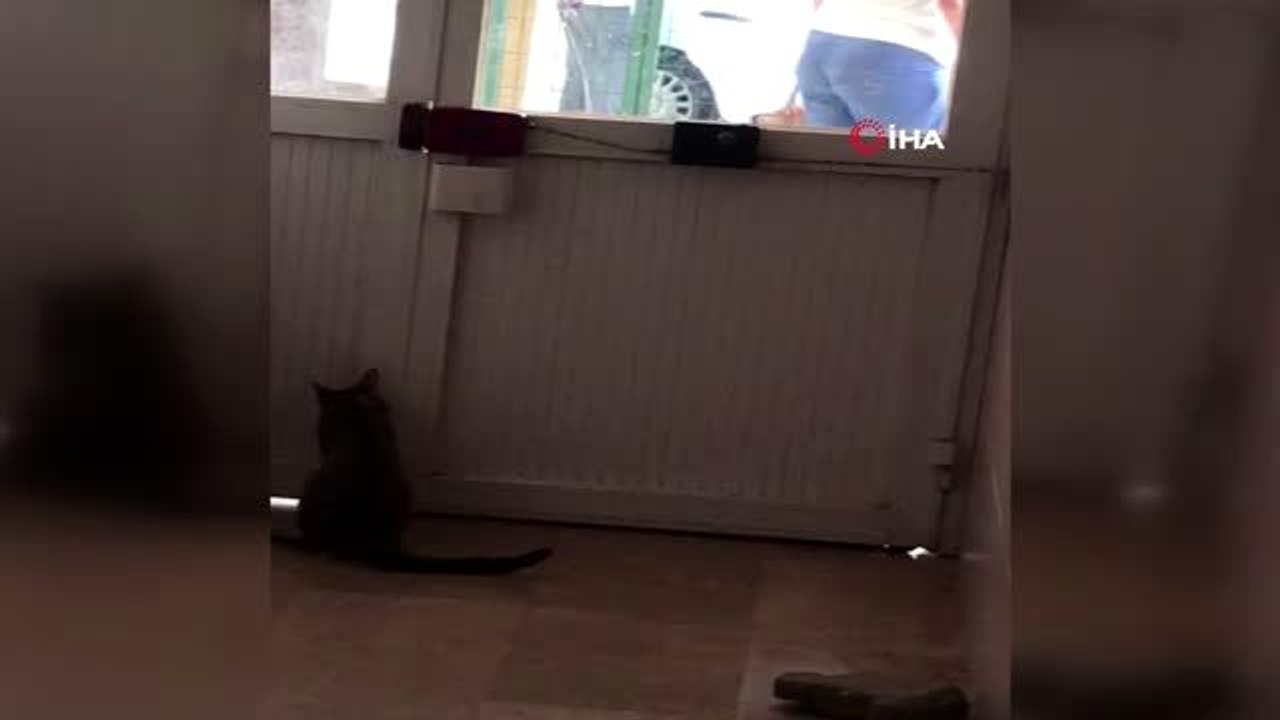 Patisiyle kapı açan kedi şaşırttı