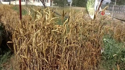 Süper buğdaylar elle tek tek hasat edildi