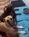 perros orando antes de comer