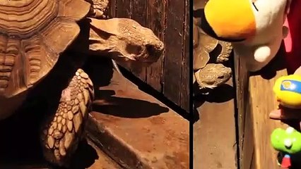 정선출장안마 -후불100%ョO7Os7301s9649｛카톡ZF66｝ 정선전지역출장안마 정선오피걸 정선출장마사지 정선안마 정선출장마사지 정선콜걸샵イゥウ