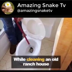 Snakes In Toilet, Do You Afraid Of Them