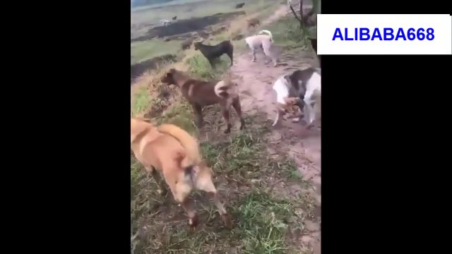 Scared & Paralysed & Left to die Dog Asking foe Help! (RESCUED) 2019