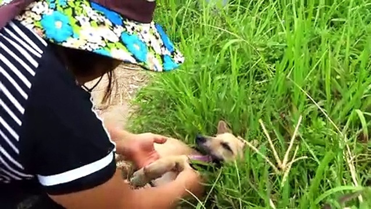 Rescue puppy abandoned and Treatment Foot Ulcers.. Please share Adopt puppy Find a new home #2