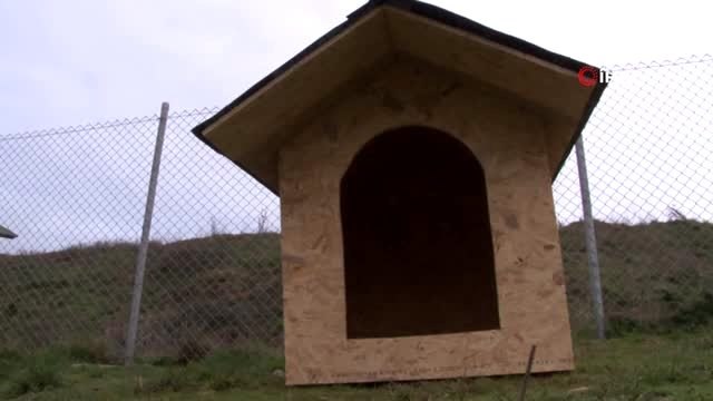 Köpekleri hedef alarak ateş ettiği iddia edilen sanığa 5 ay hapis cezası