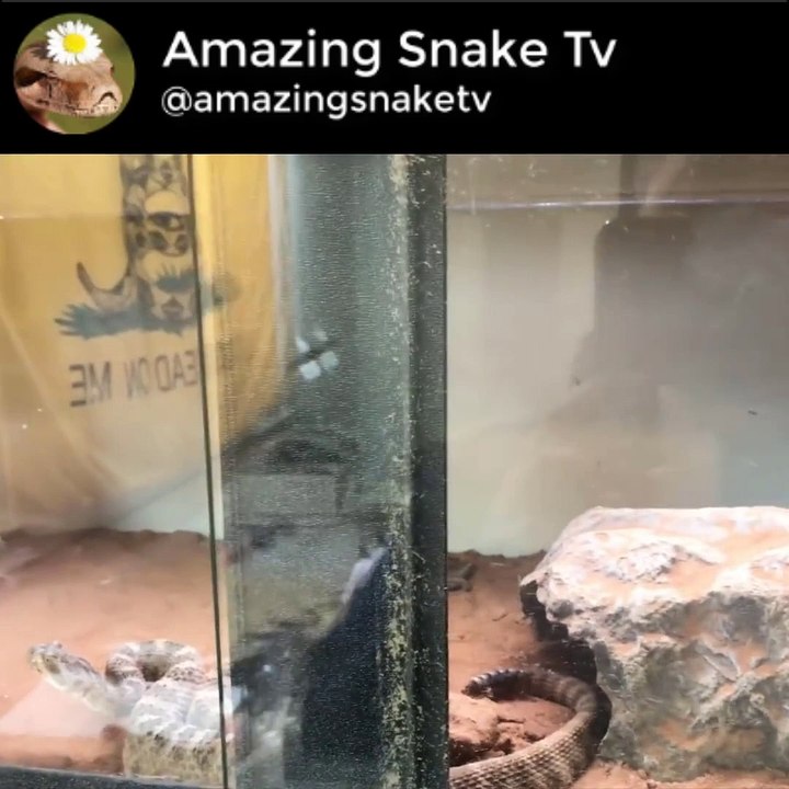 Male tiger rattlesnake striking mouse (live feeding)