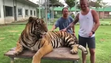 Un tigre lui met un coup de patte dans les testicules