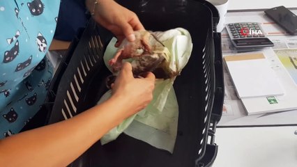 Annesinin terk ettiği yavru kedi ölmek üzereyken kurtarıldı
