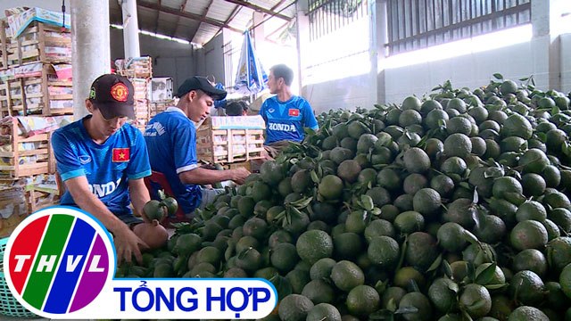 THVL | Chuyện hôm nay: Bài toán nguồn vốn cho hợp tác xã nông nghiệp