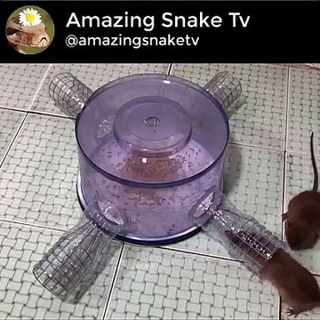 Saving 5 Mice in 10 minute Rat trap 4 gate Stupid Mouse Trap Easy make a Mouse Trap