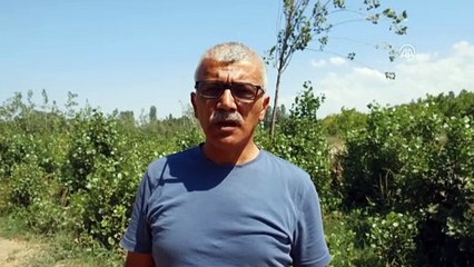 Akbabalar 'Doğu'nun Çukurova'sını mesken tuttu - IĞDIR