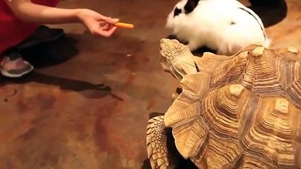 임실출장타이O7OW7333W9649｛카톡LGT010｝ぱ임실출장안@마ぱ임실출장샵ぱ임실출장맛사지 ぱ임실출장걸썰 임실출장걸가격 임실출장러시아 임실외국인후불출장업소 임실24시출장마사지샵'예약∧⊙▼