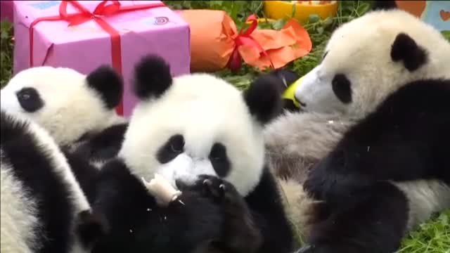 Fiesta de cumpleaños para 18 osos panda