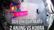 VIDEO Duel Hidup Mati 2 Anjing Vs Kobra demi Lindungi Bayi Majikannya, Siapa yang Bertahan Hidup