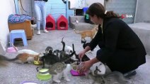 Hayvan Sever Kadın Kiraladığı Evde 90 Kediye Bakıyor