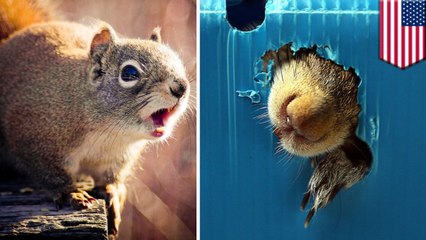 Crazy squirrel on the lam after chewing its way out of carrier