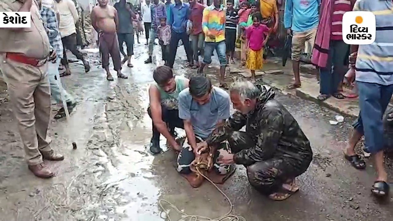 કેશોદનાં અજાબ ગામે મગર આવી ચડતાં વન વિભાગે રેસ્ક્યૂ કરી પકડી પાડ્યો