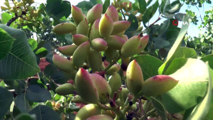 Antep fıstığı üreticisine 'acele etmeyin' uyarısı