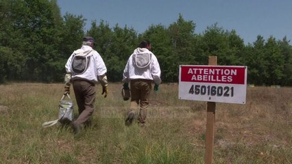 Vapa rrezikon bletët/ Prodhimi i mjaltit në Evropë ndikohet nga i nxehti