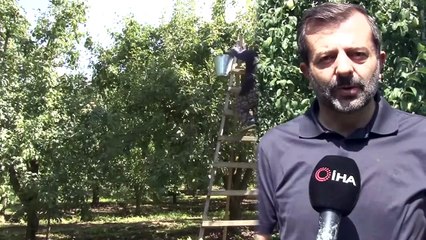 Santa Maria Armudunun Hasadı Havadan Görüntülendi