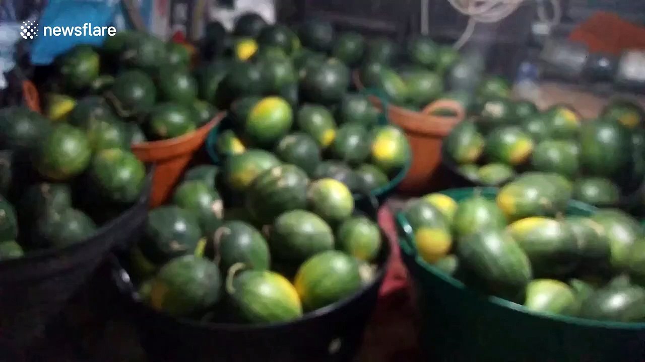 Baby python caught after sheltering inside pickup truck for three days