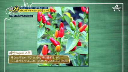 '청진기가 왜 여기서 나와?' 건강하지 않으면 먹을 수 없는 페르시아 매운 카레