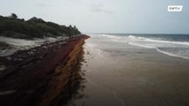 Imagens de drone mostram toneladas de sargaço na costa mexicana