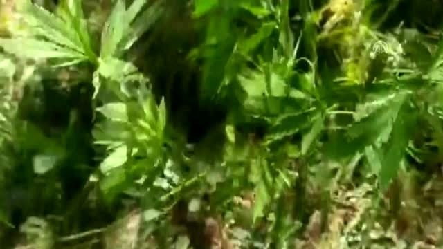 Van'da 108 kök hint keneviri ele geçirildi