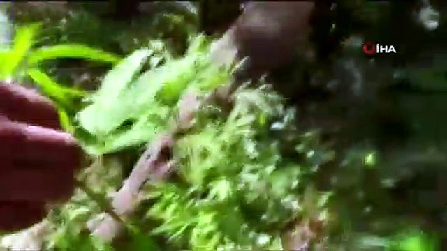 Erciş’te 108 kök Hint keneviri ele geçirildi