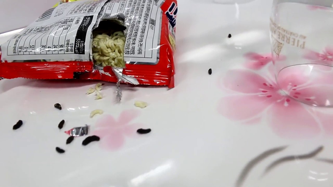 Two Bowl Mouse_Rat Trap.