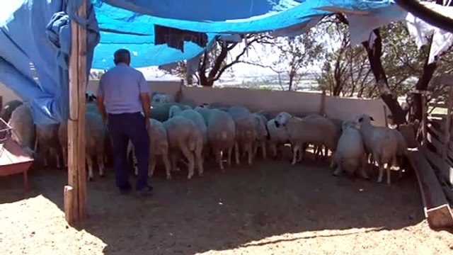 Kırıkkale'de kurbanlık küçükbaş hayvan hırsızlığı