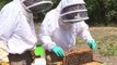 Abattues par la chaleur, les abeilles souffrent de la sécheresse