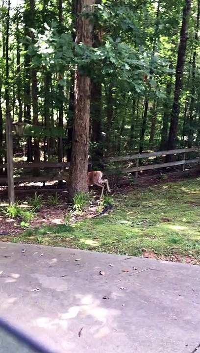 Deer Nurses Fawns Right by Driveway