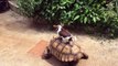 Doggo Takes Turtle for a Ride
