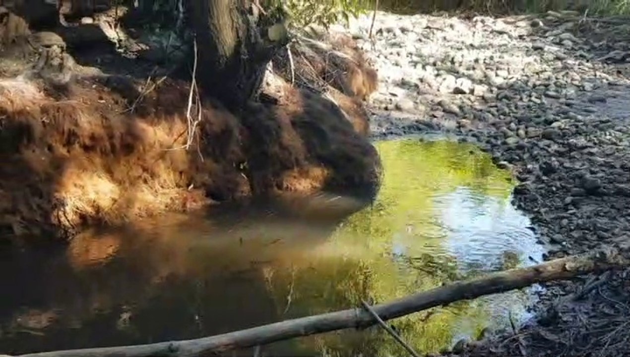PAYS VIENNOIS. Des rivières à sec et des poissons à l’agonie