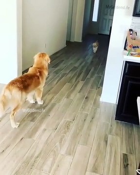 Quand une chienne attend son petit pour lui faire un câlin. Trop chou !