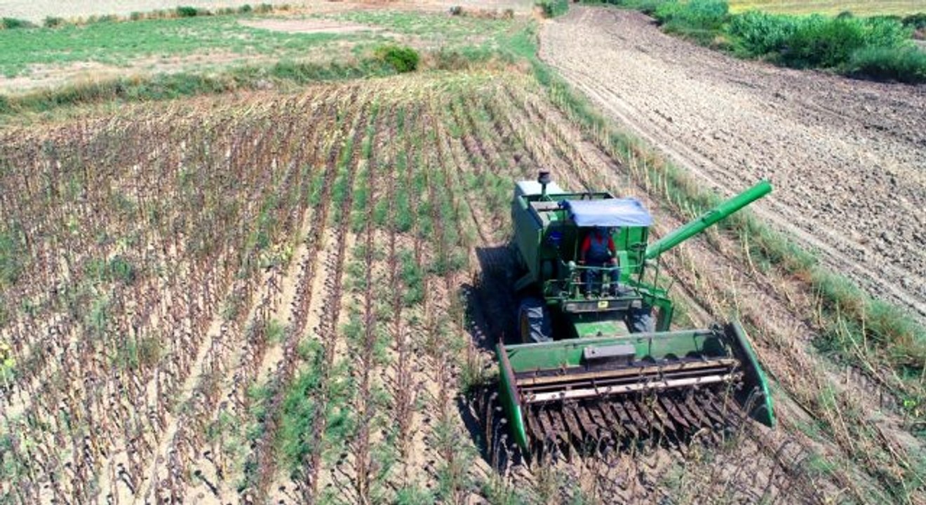 Adana'da yağlık ayçiçeği hasadı başladı